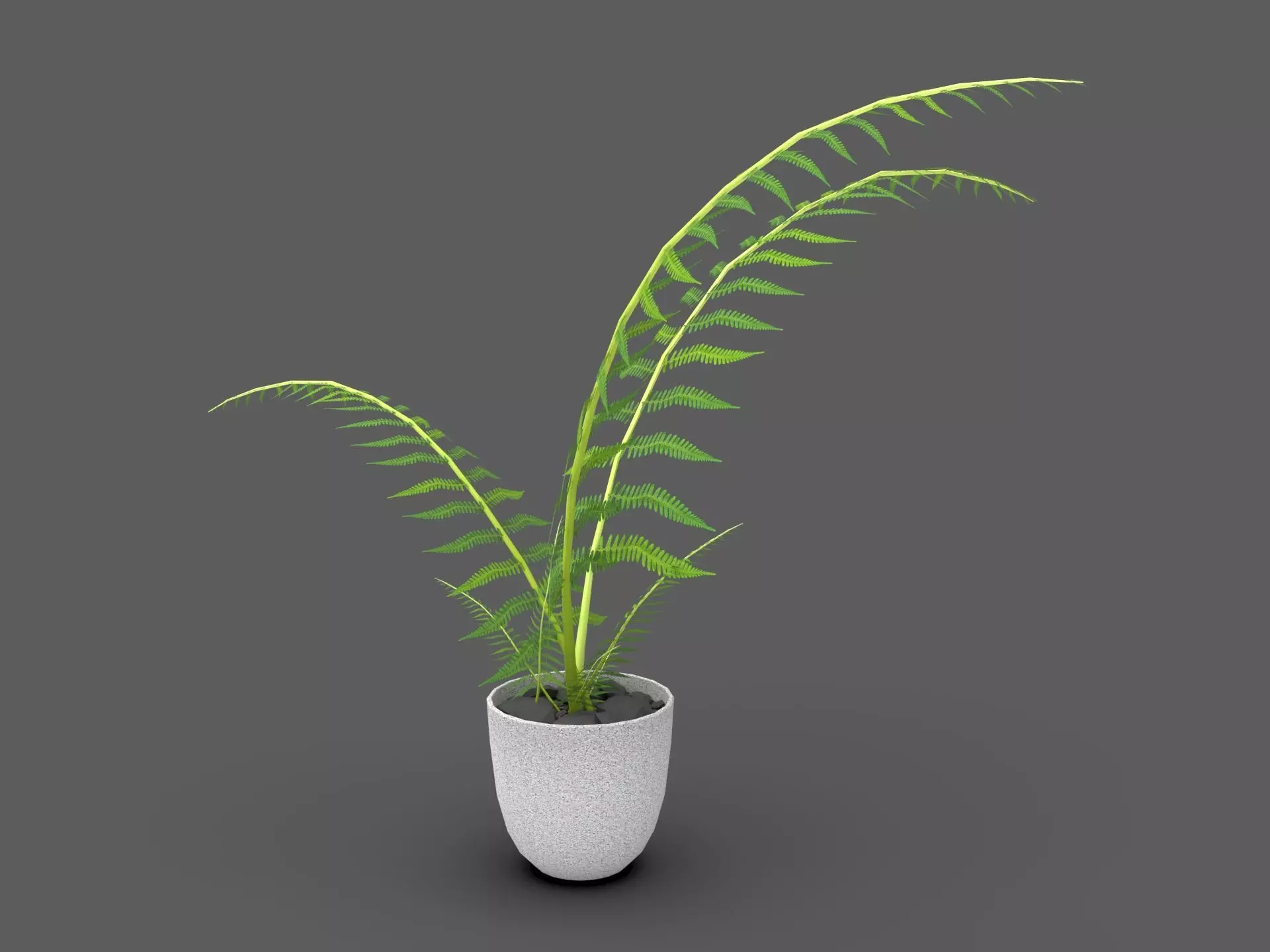 Fern Plant 3D model_1