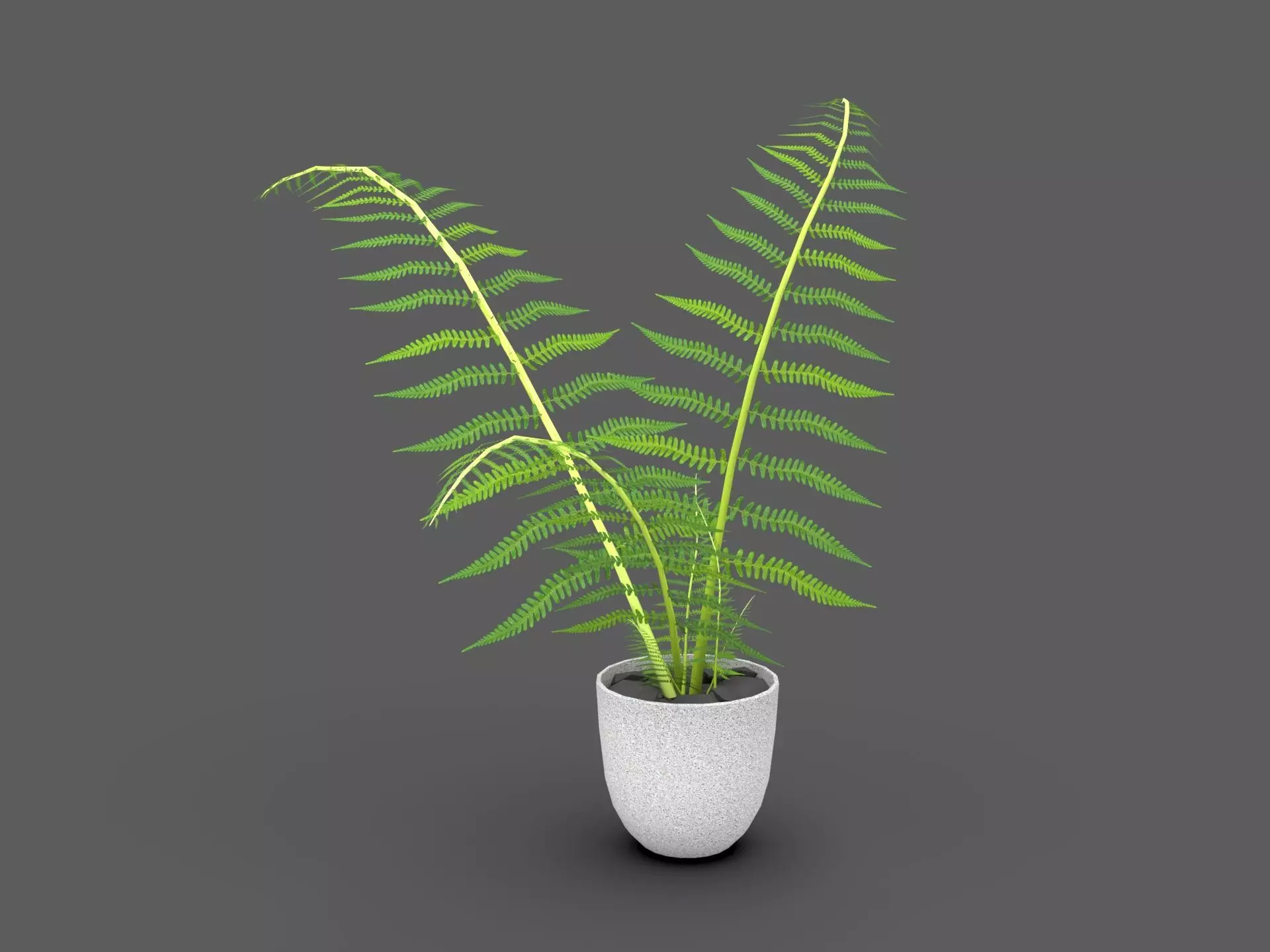Fern Plant 3D model_6