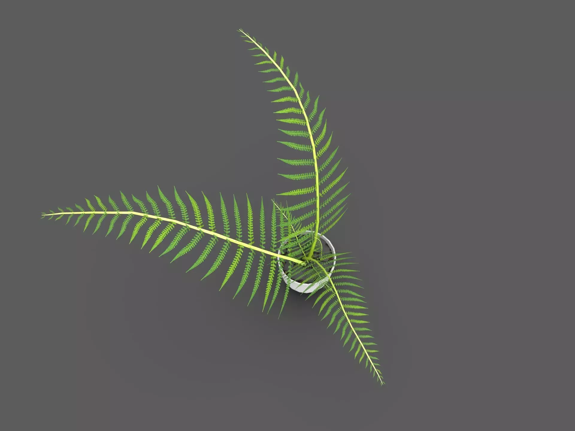 Fern Plant 3D model_4