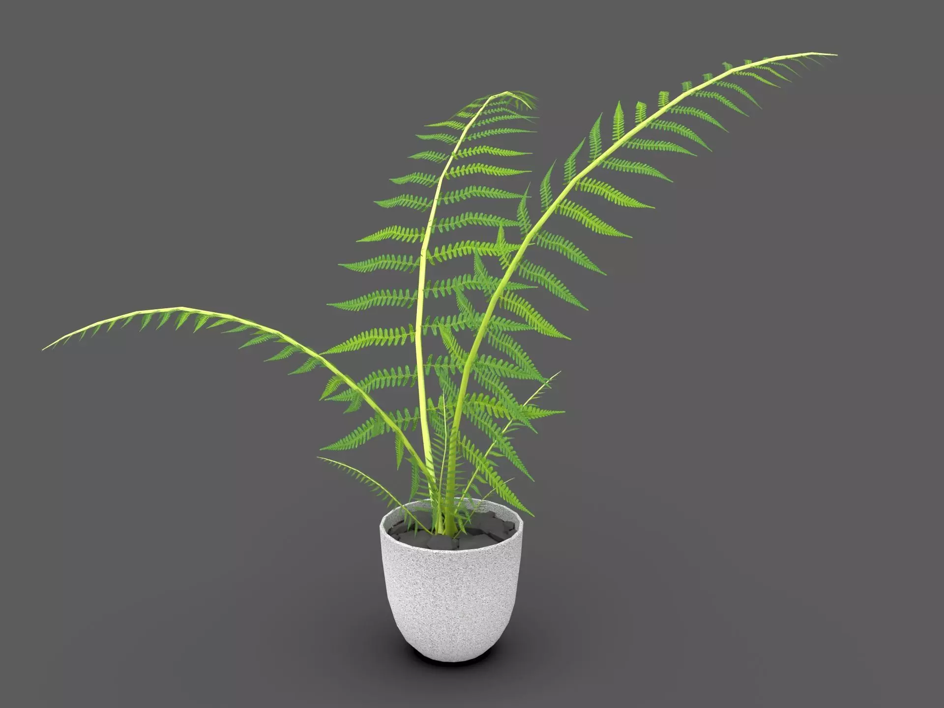 Fern Plant 3D model_0