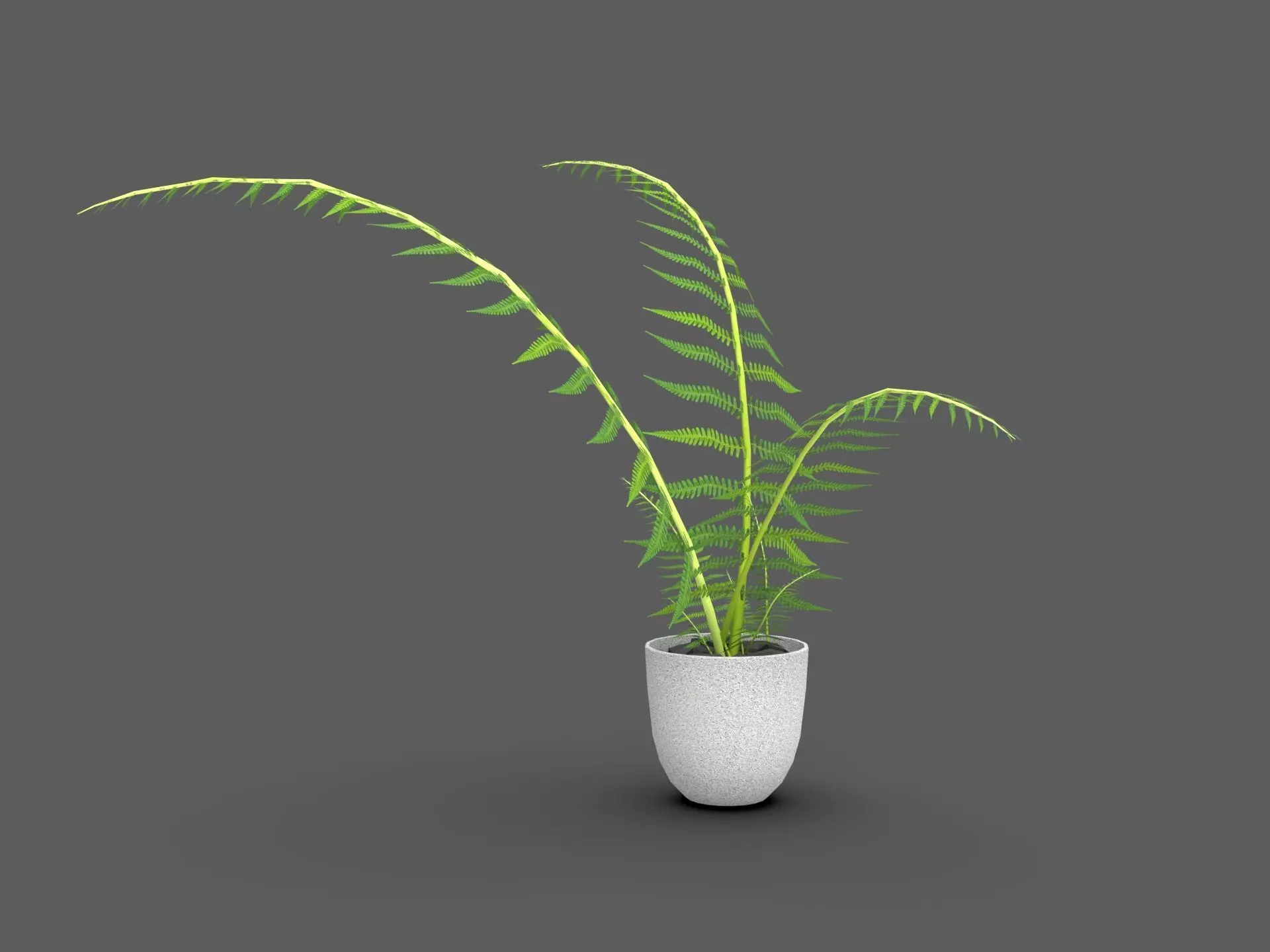 Fern Plant 3D model_5