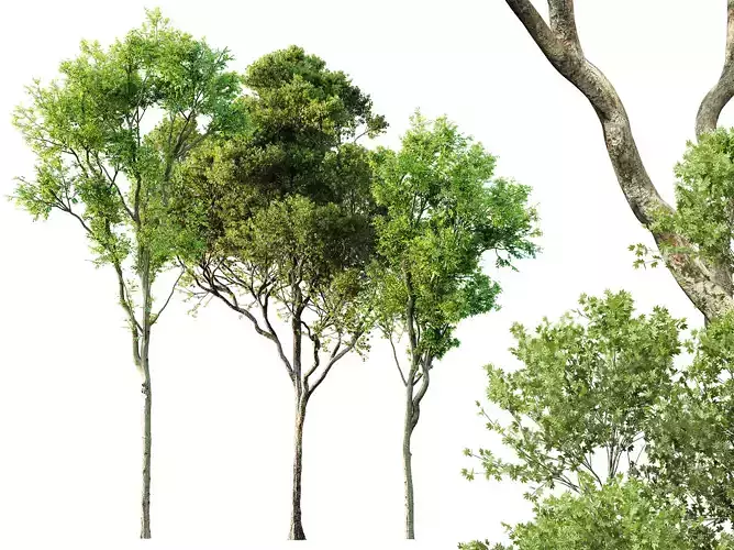 AV Celtis Australis and Acer Pseudoplatanus 3D model