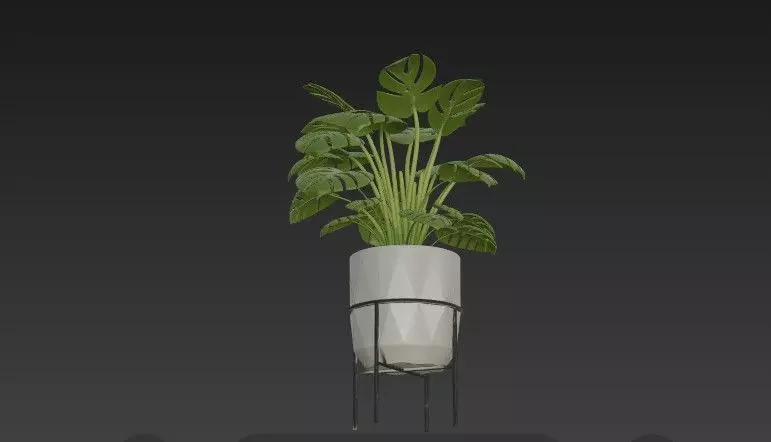 Swiss Cheese Plant with Modern Geometric Planter - Stand 3D model_7