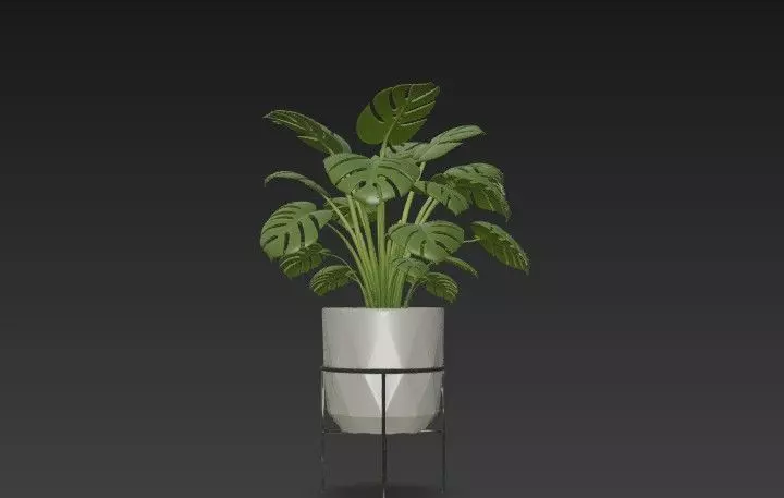 Swiss Cheese Plant with Modern Geometric Planter - Stand 3D model_1