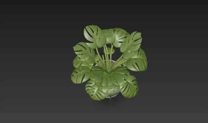 Swiss Cheese Plant with Modern Geometric Planter - Stand 3D model_5