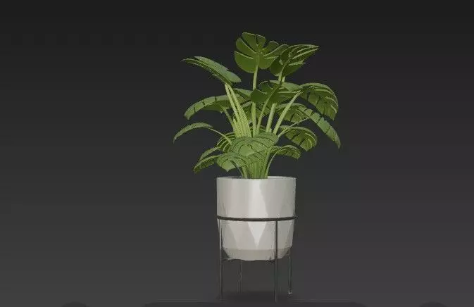 Swiss Cheese Plant with Modern Geometric Planter - Stand 3D model_3