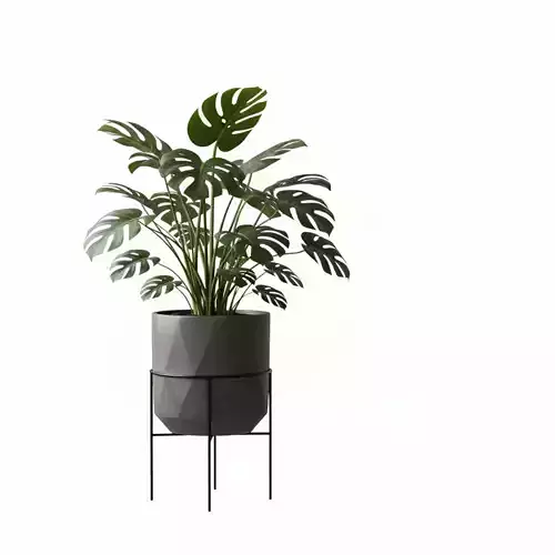 Swiss Cheese Plant with Modern Geometric Planter - Stand 3D model