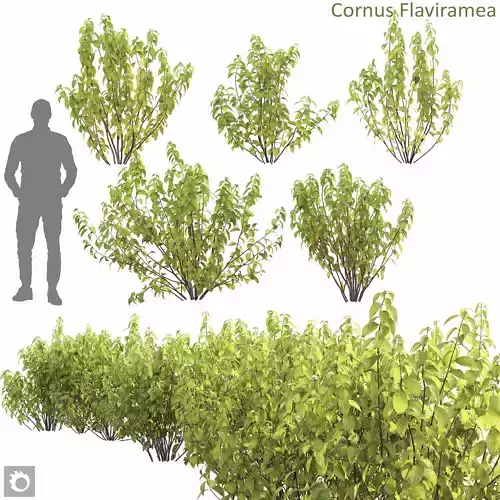 Cornus Flaviramea 01