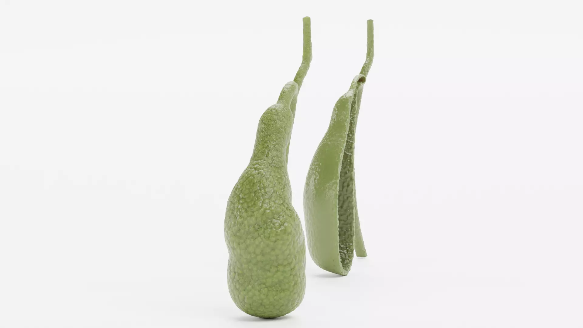 Gallbladder with Section - Realistic Human Anatomy 3D model_2