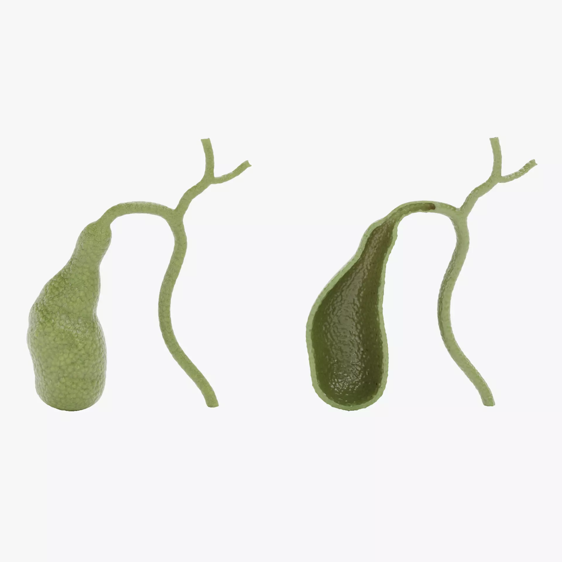 Gallbladder with Section - Realistic Human Anatomy 3D model_13