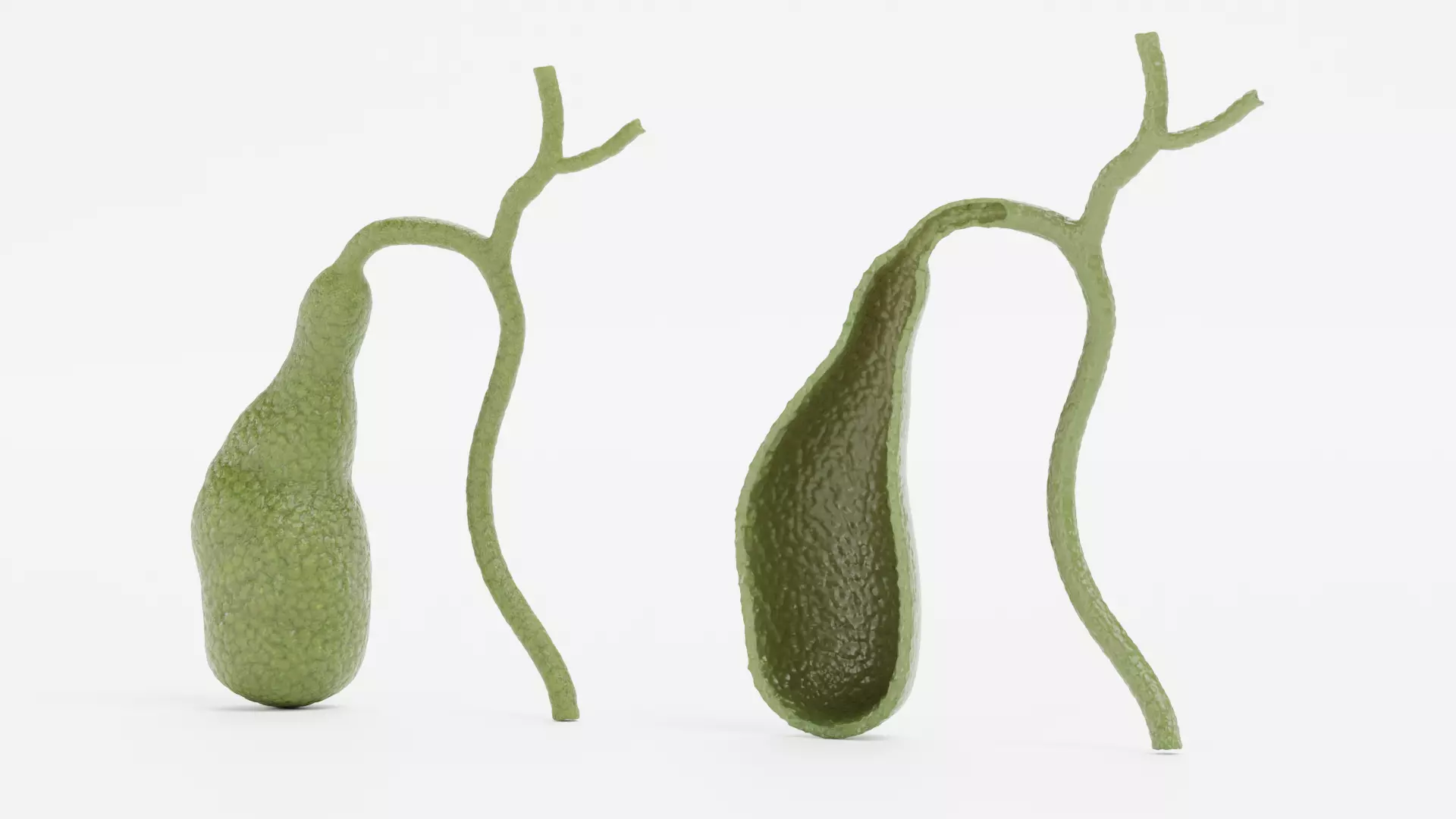 Gallbladder with Section - Realistic Human Anatomy 3D model_5