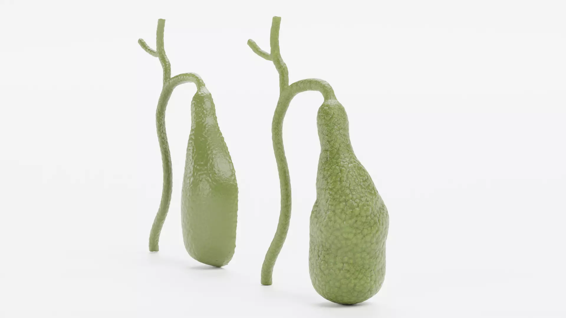 Gallbladder with Section - Realistic Human Anatomy 3D model_3