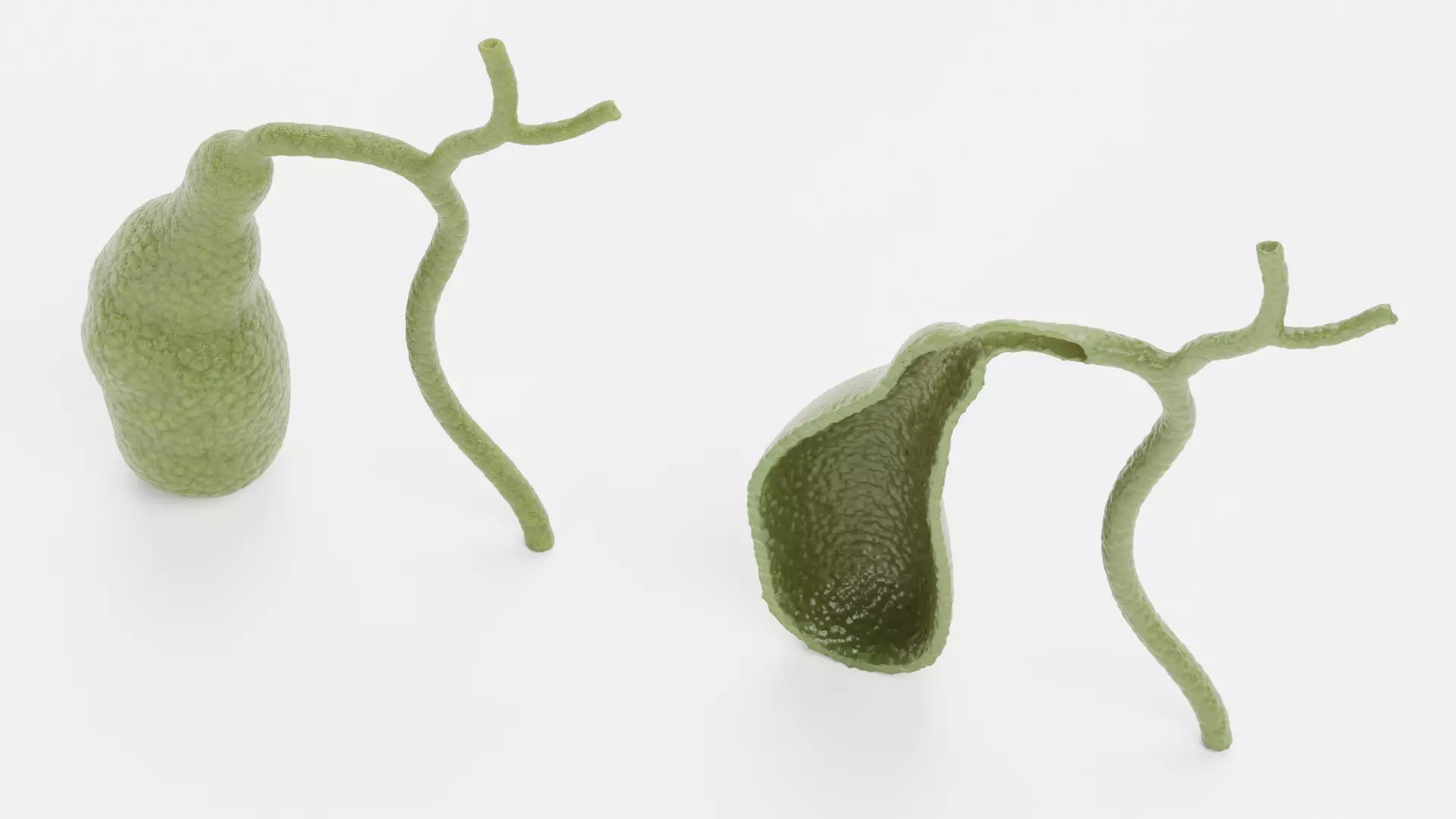 Gallbladder with Section - Realistic Human Anatomy 3D model_6