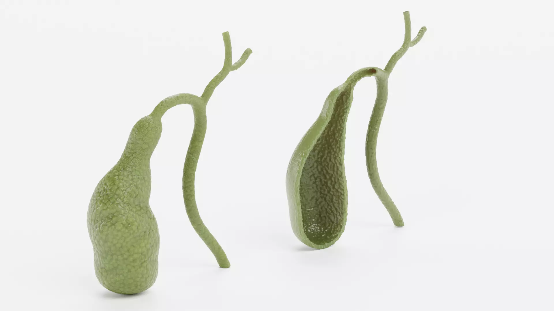 Gallbladder with Section - Realistic Human Anatomy 3D model_1