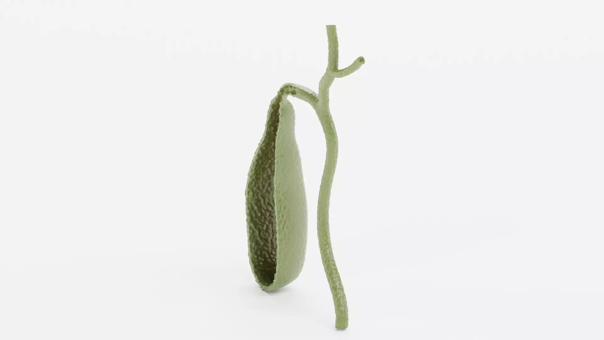 Gallbladder Section - Realistic Human Anatomy 3D model_4