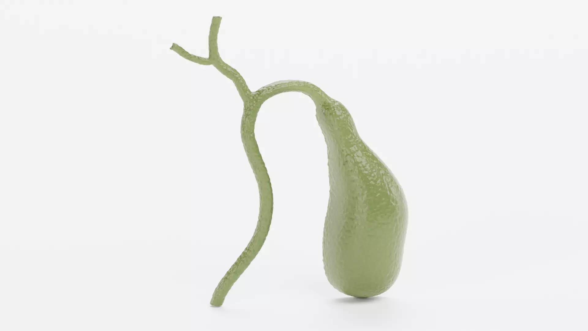 Gallbladder Section - Realistic Human Anatomy 3D model_3