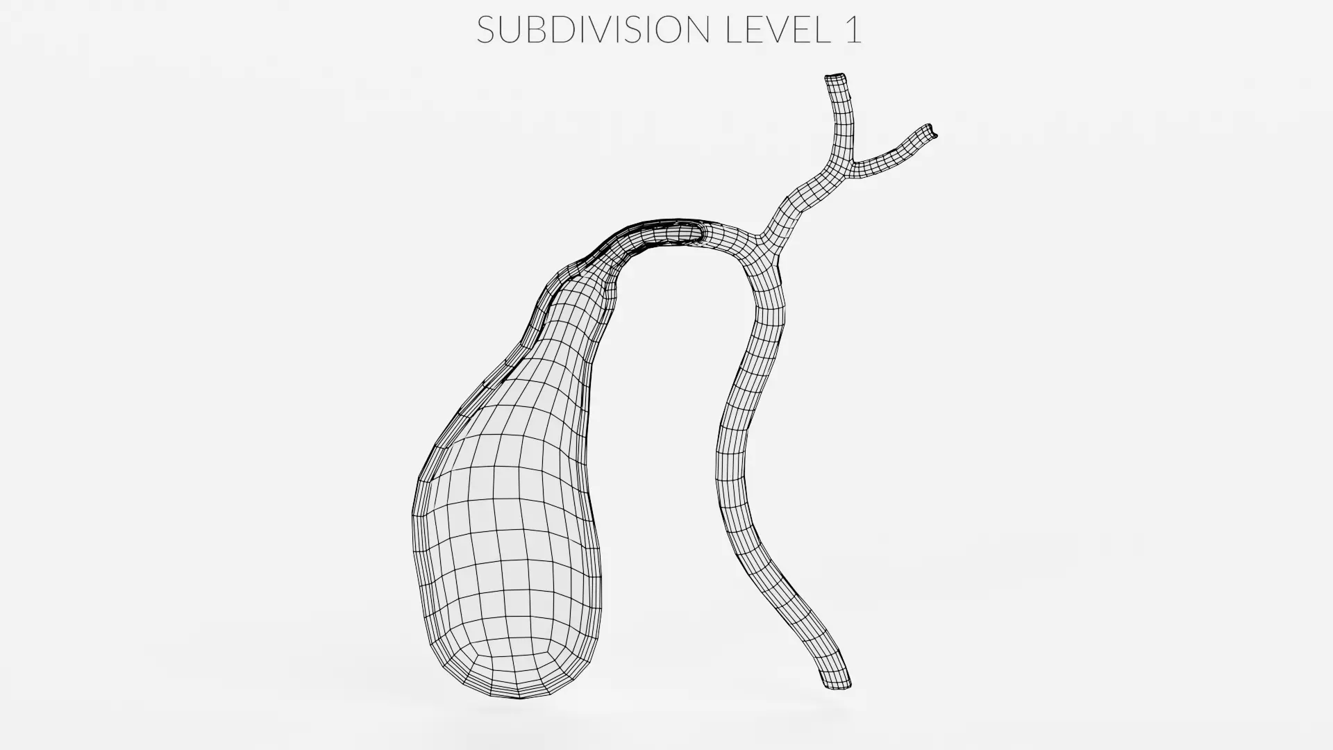 Gallbladder Section - Realistic Human Anatomy 3D model_10