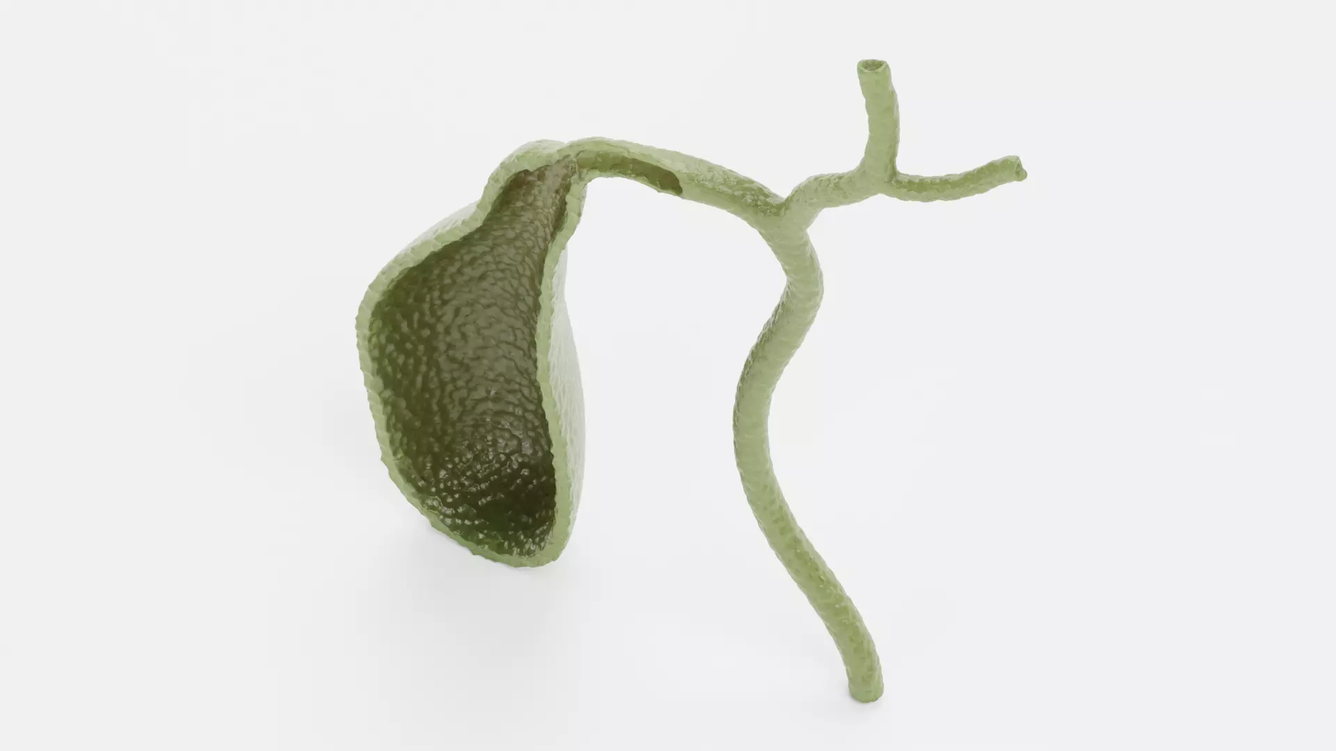 Gallbladder Section - Realistic Human Anatomy 3D model_6