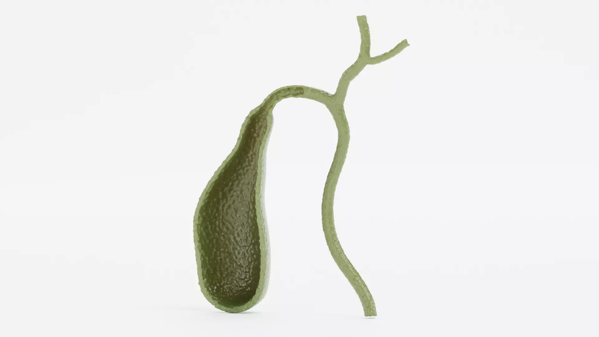 Gallbladder Section - Realistic Human Anatomy 3D model_5
