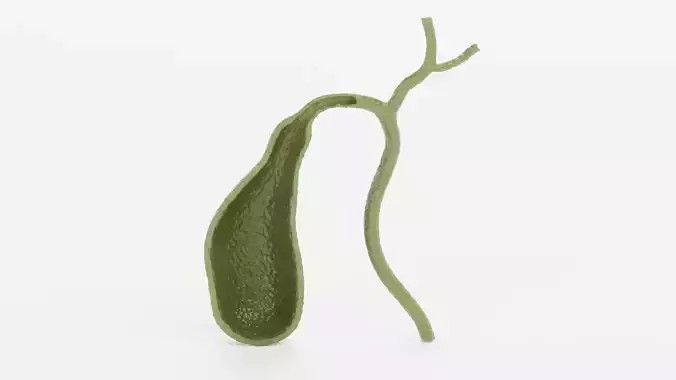 Gallbladder Section - Realistic Human Anatomy