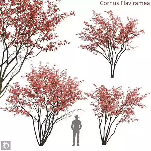 Amelanchier 07 autumn 3D model