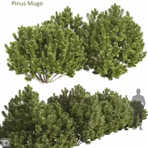 Pinus Mugo