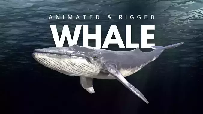 Whale Animated and Rigged
