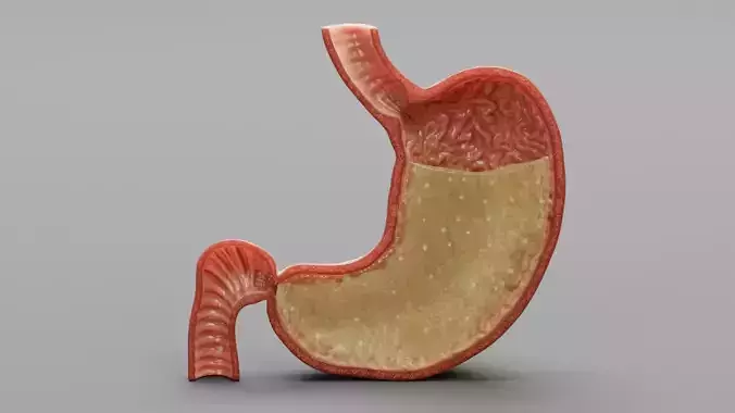 Stomach Cross-Section with Gastric Acid - Human Anatomy