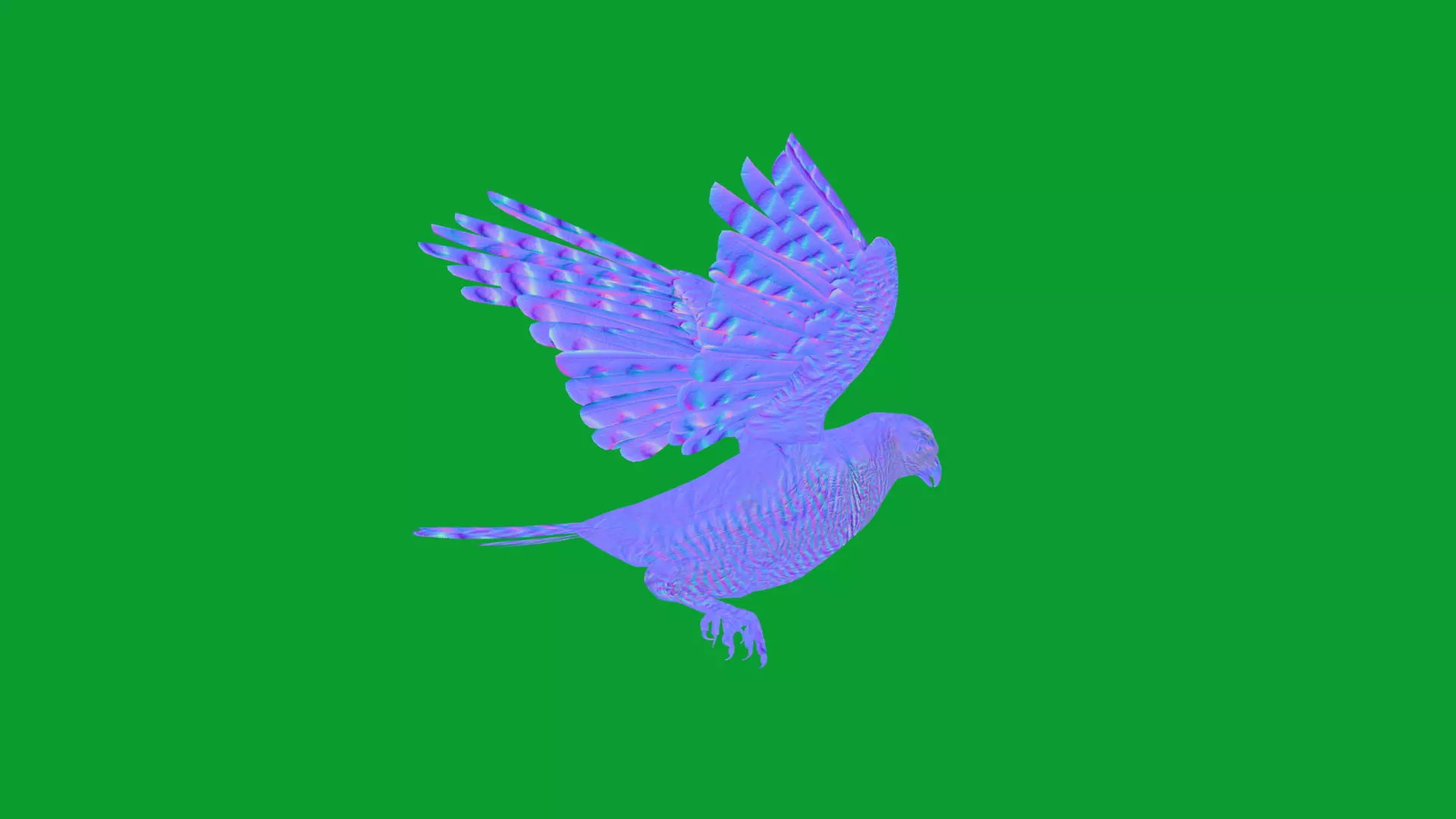 Eurasian Goshawk Bird Low-poly 3D model_38