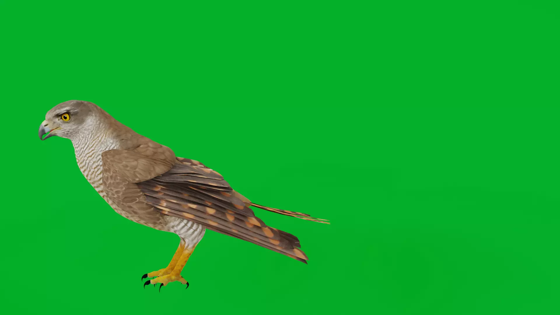 Eurasian Goshawk Bird Low-poly 3D model_6