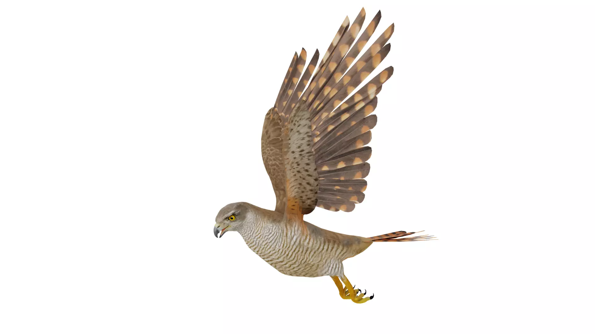 Eurasian Goshawk Bird Low-poly 3D model_5