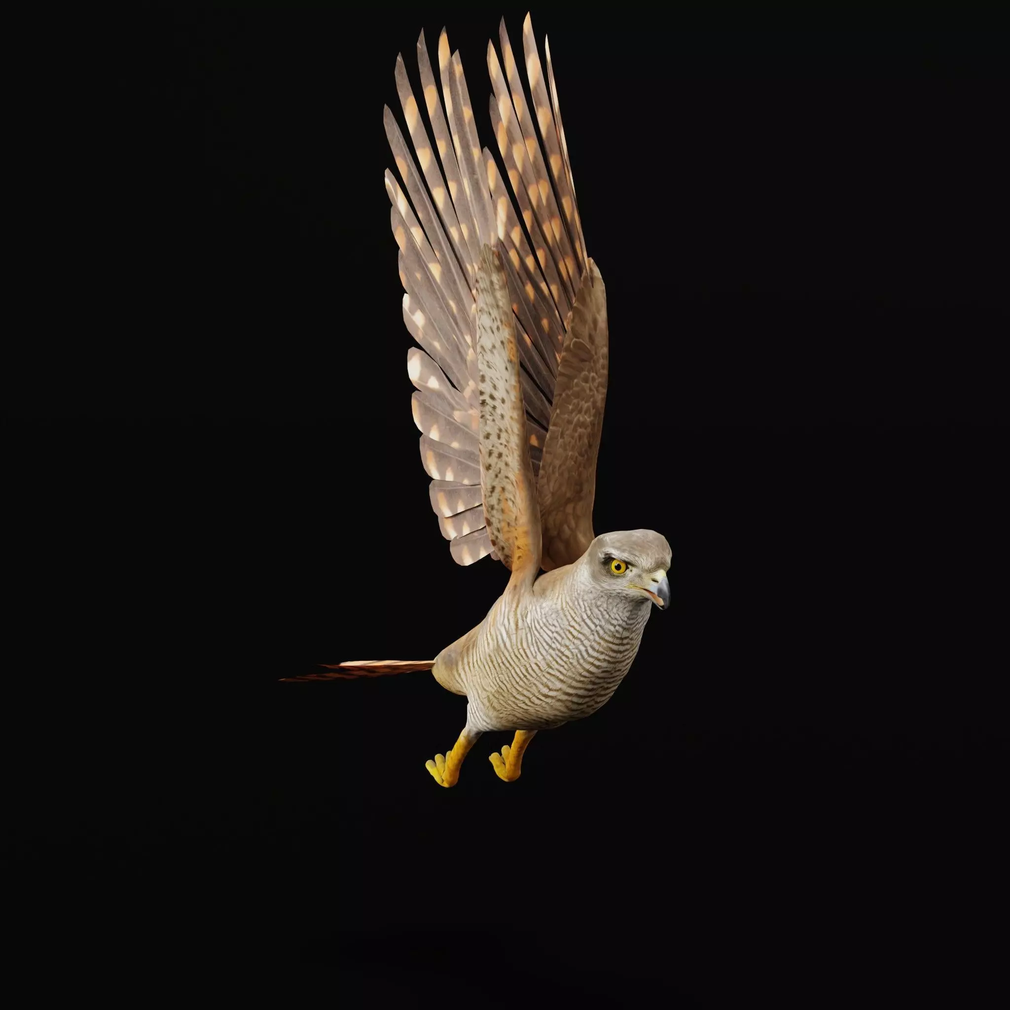 Eurasian Goshawk Bird Low-poly 3D model_17