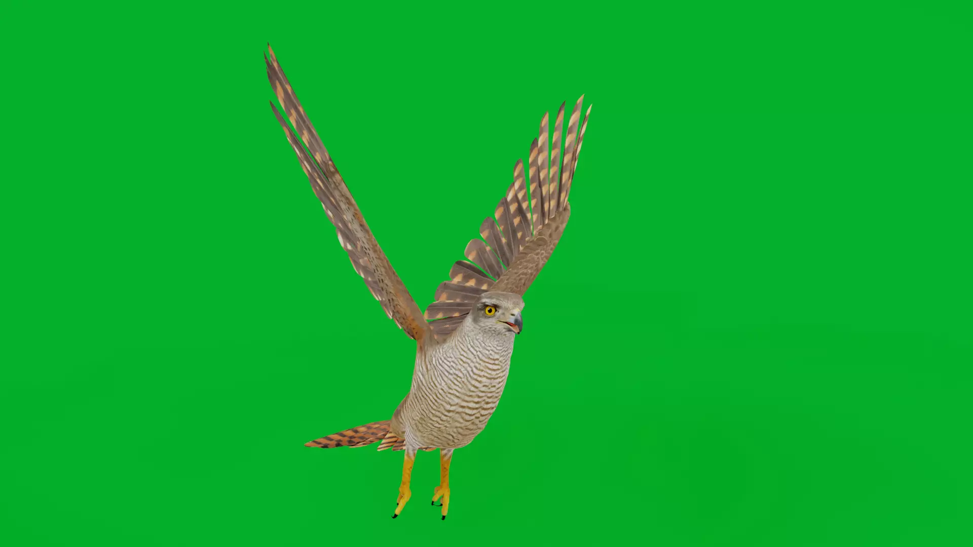 Eurasian Goshawk Bird Low-poly 3D model_4