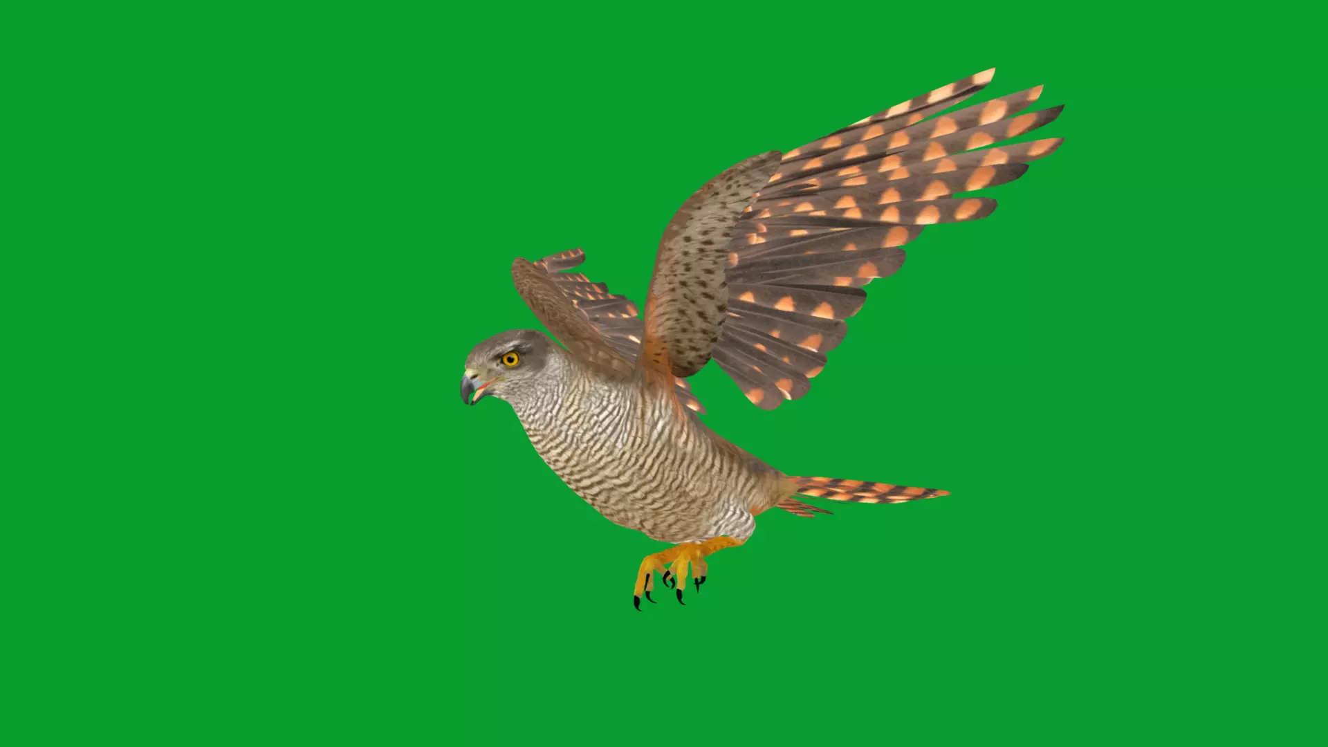 Eurasian Goshawk Bird Low-poly 3D model_33