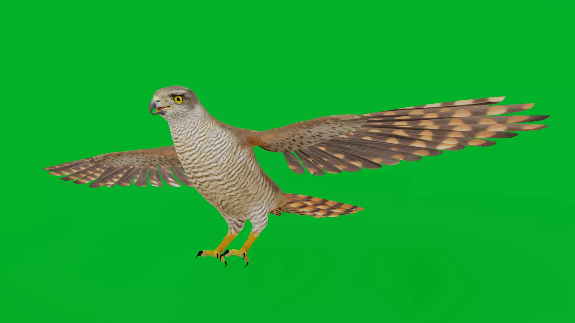 Eurasian Goshawk Bird Low-poly 3D model_8