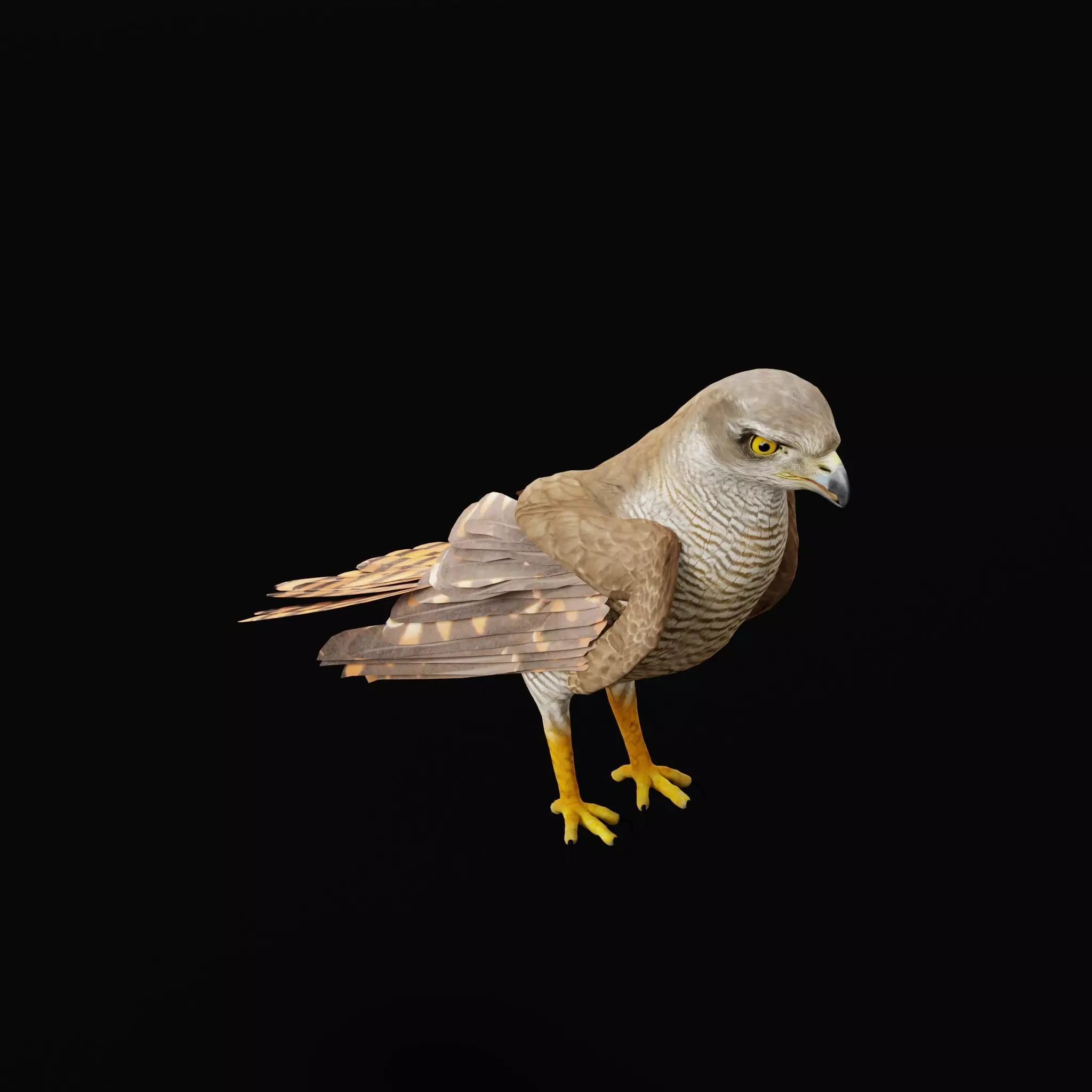 Eurasian Goshawk Bird Low-poly 3D model_14