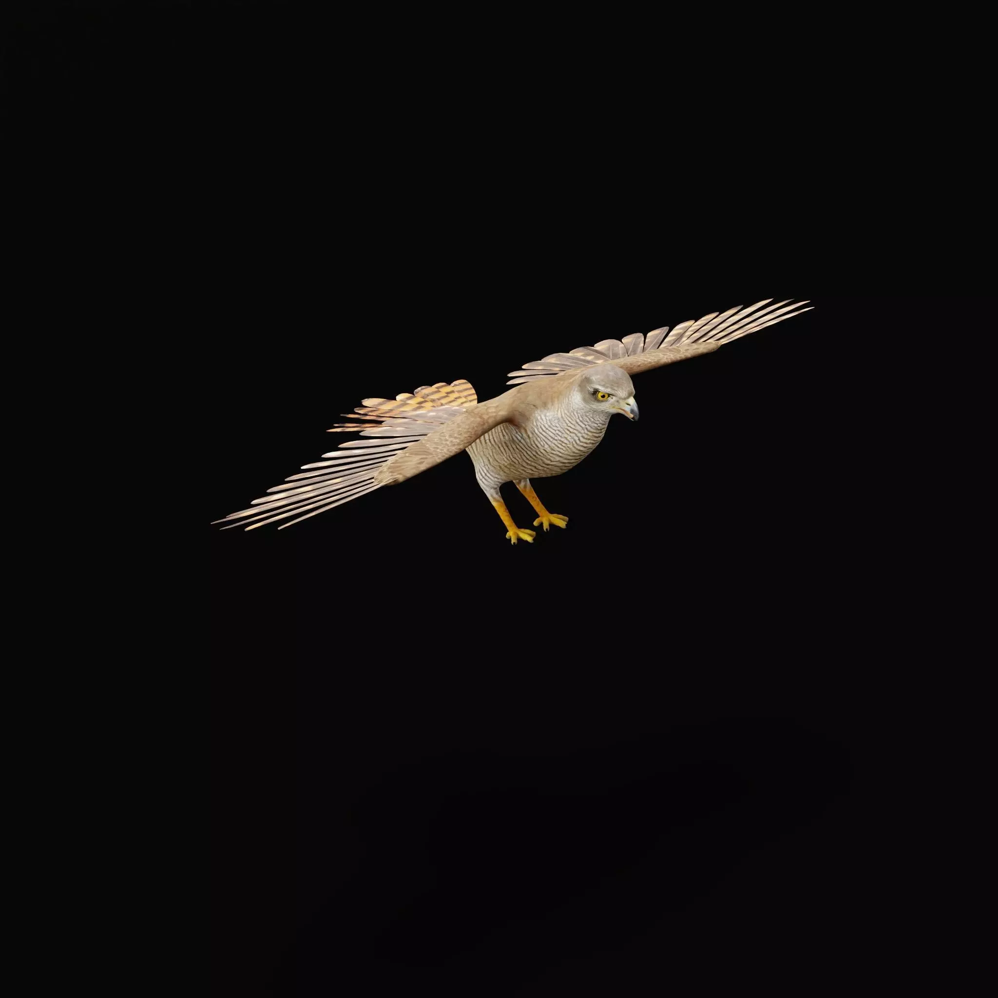 Eurasian Goshawk Bird Low-poly 3D model_15