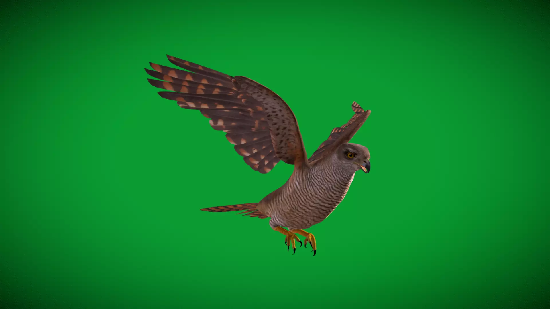 Eurasian Goshawk Bird Low-poly 3D model_49