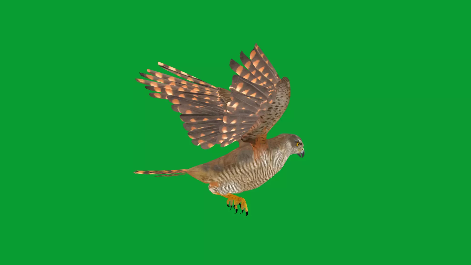 Eurasian Goshawk Bird Low-poly 3D model_36