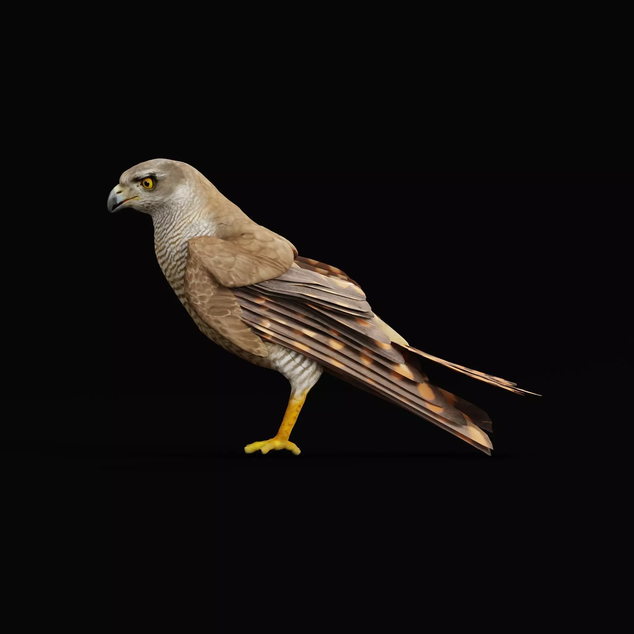 Eurasian Goshawk Bird Low-poly 3D model_11