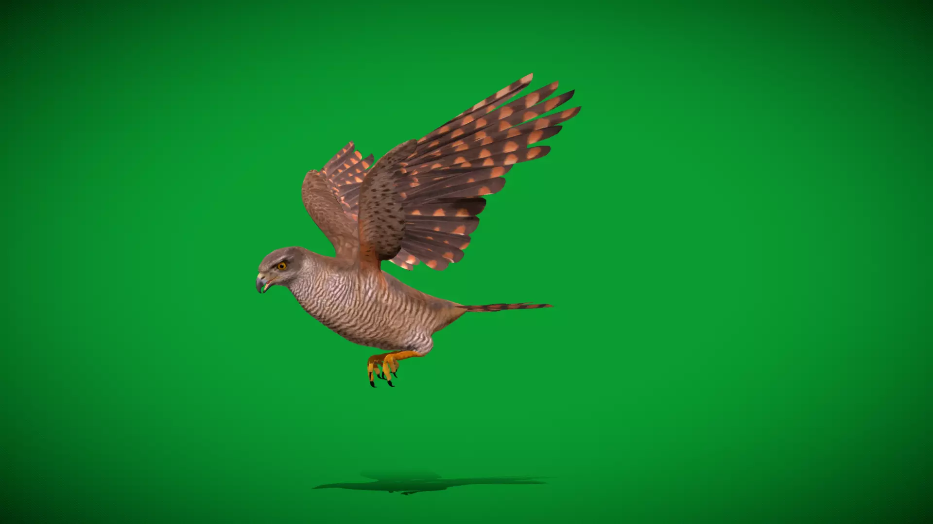 Eurasian Goshawk Bird Low-poly 3D model_46