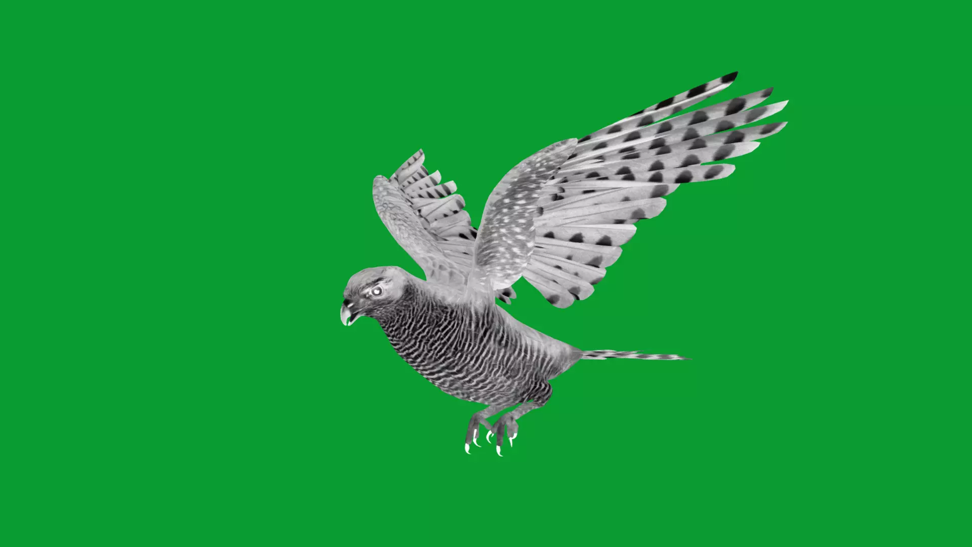 Eurasian Goshawk Bird Low-poly 3D model_35
