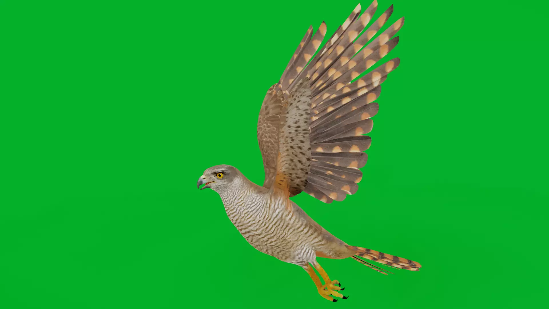 Eurasian Goshawk Bird Low-poly 3D model_3