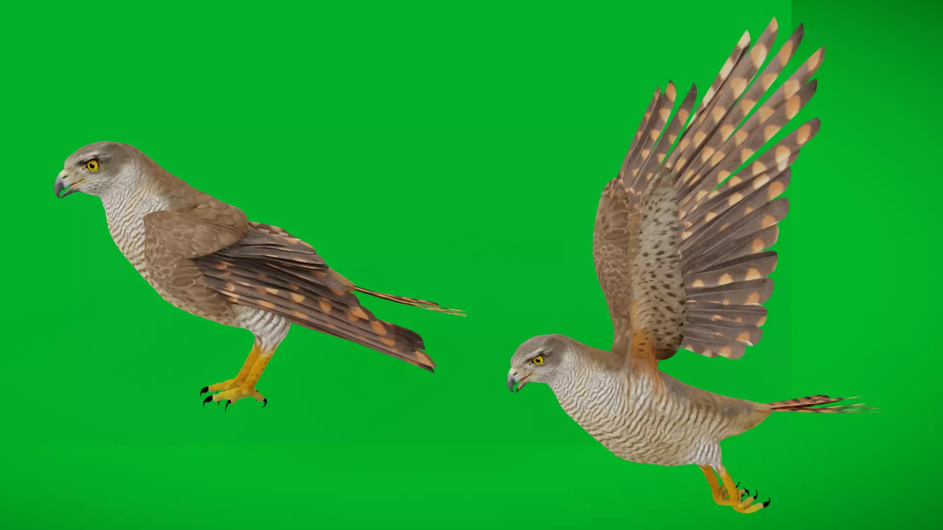 Eurasian Goshawk Bird Low-poly 3D model_7
