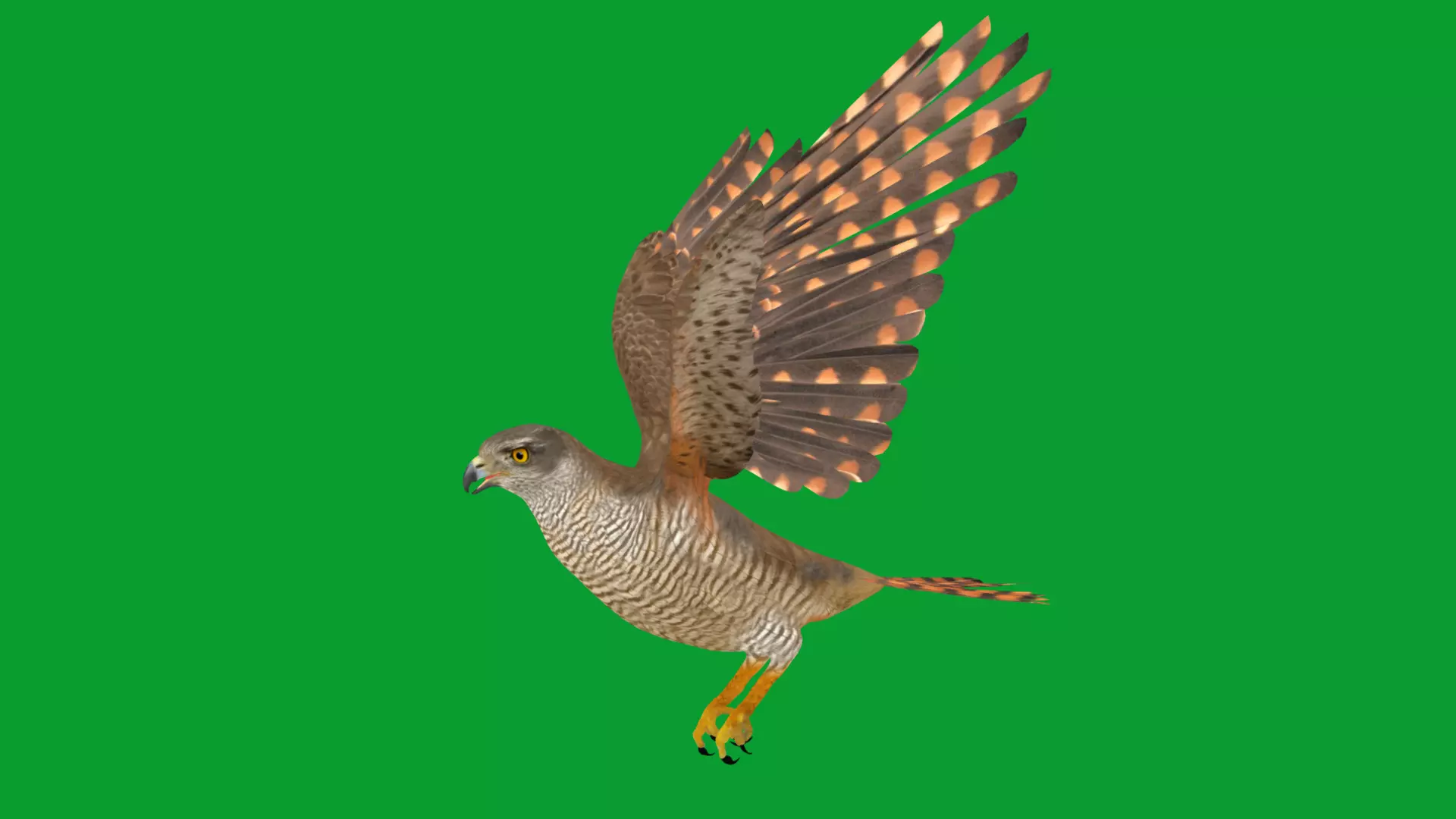 Eurasian Goshawk Bird Low-poly 3D model_31