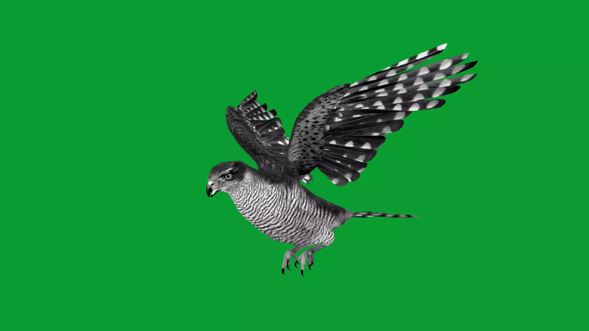 Eurasian Goshawk Bird Low-poly 3D model_41