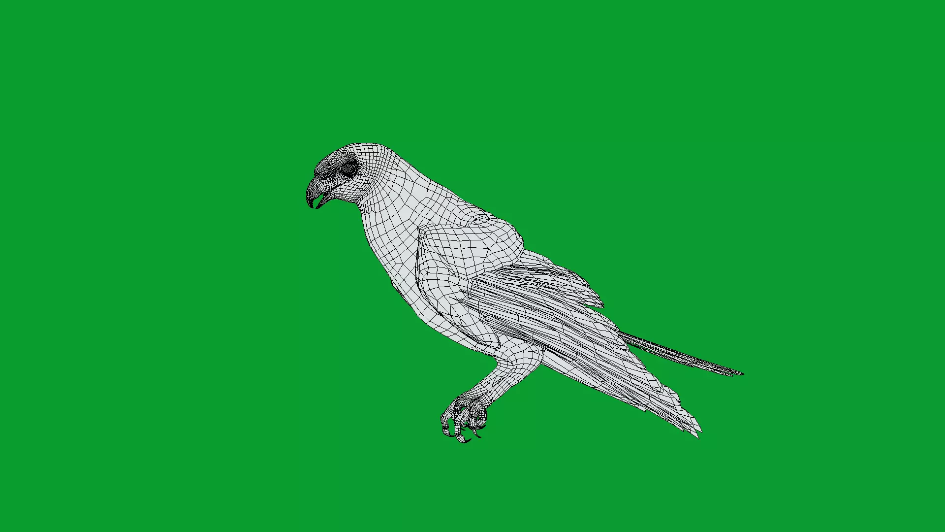 Eurasian Goshawk Bird Low-poly 3D model_22