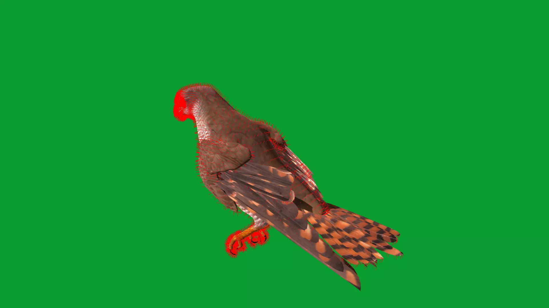 Eurasian Goshawk Bird Low-poly 3D model_27