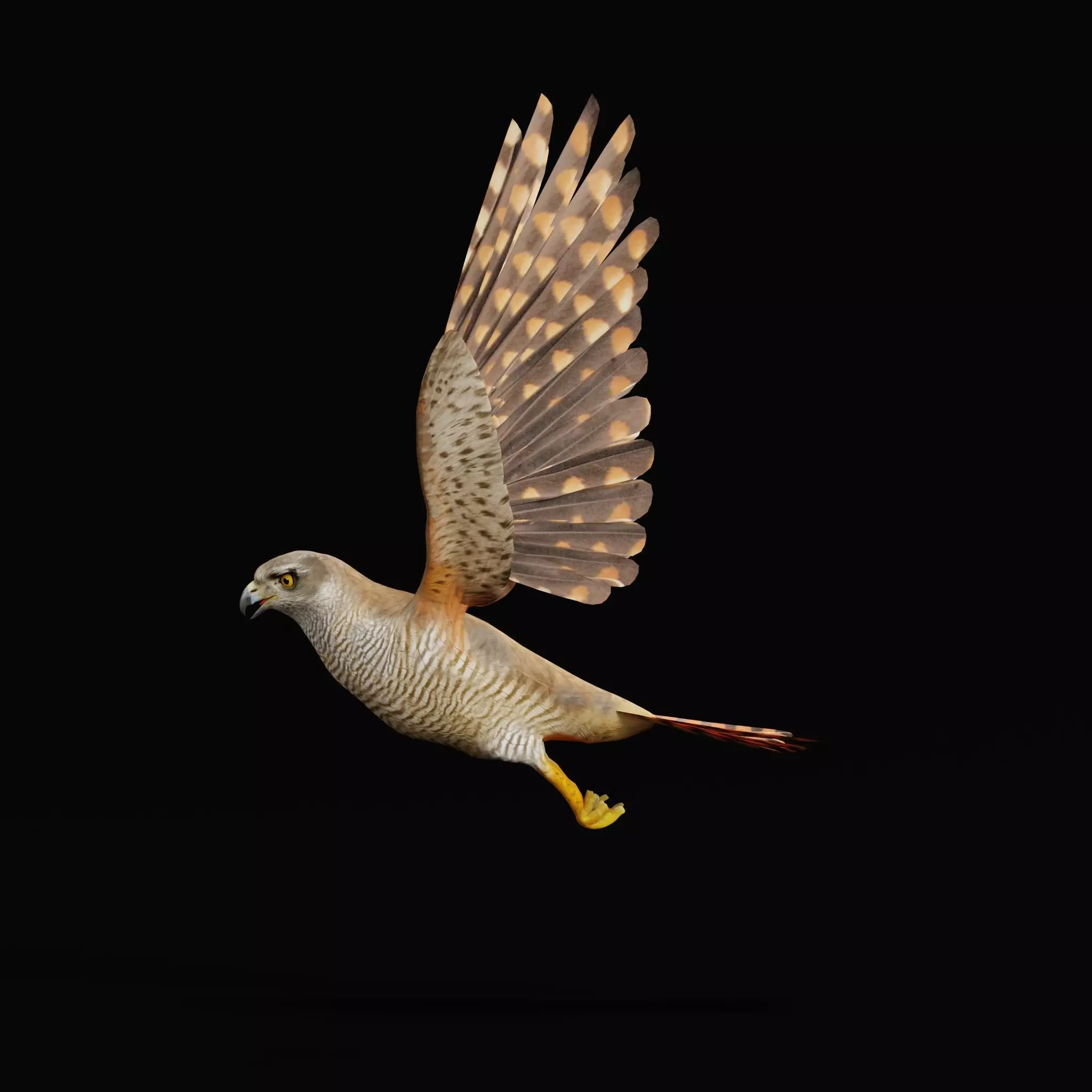 Eurasian Goshawk Bird Low-poly 3D model_18