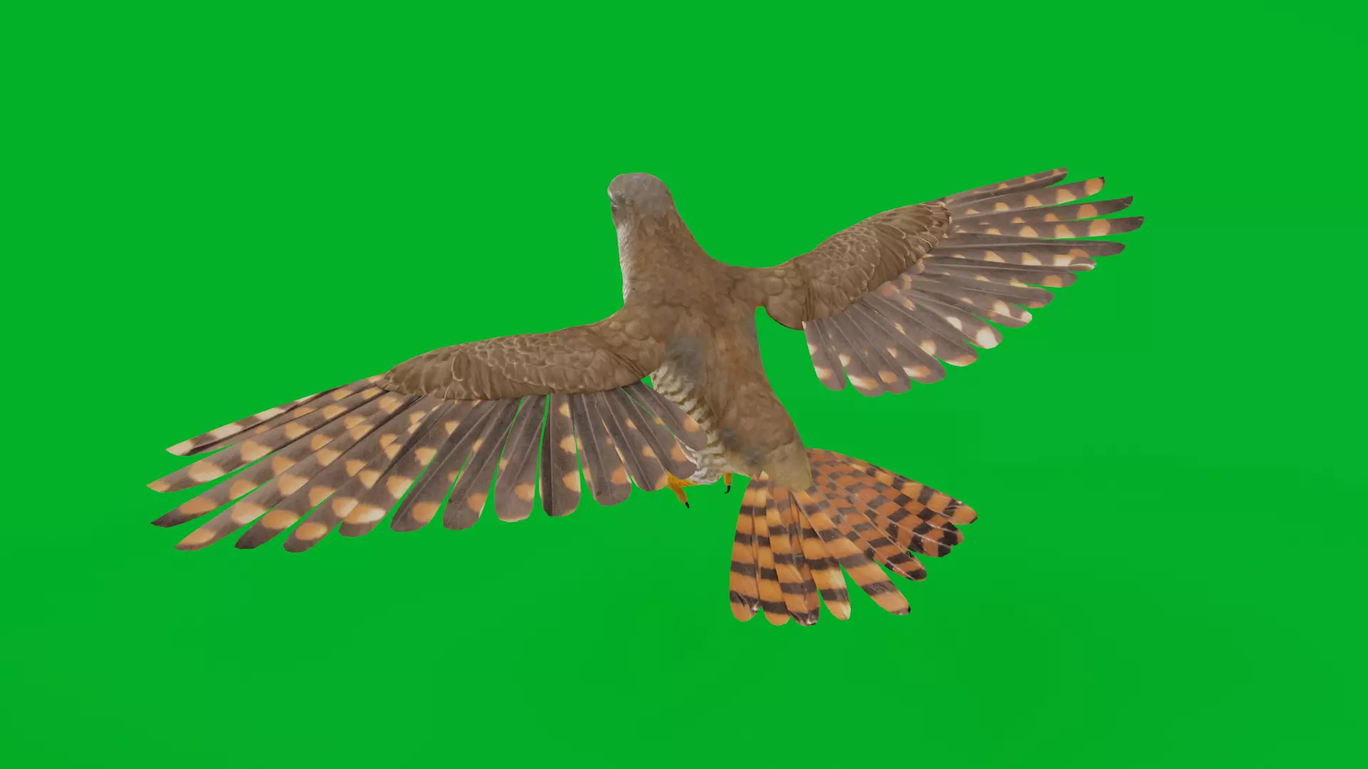 Eurasian Goshawk Bird Low-poly 3D model_9